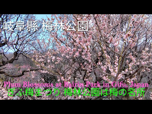 [日本岐阜市]梅林公園Bairin Park Gifu Japan2024|帶你遊覽岐阜市梅林公園欣賞梅花기후시 매화공원을 방문하여 매화를 감상해보세요梅の花を楽しみに、岐阜市梅公園へご案内します