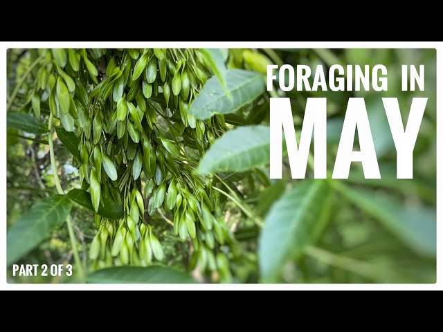 Foraging in May (Part 2 of 3) - UK Wildcrafts Monthly Foraging Calendar