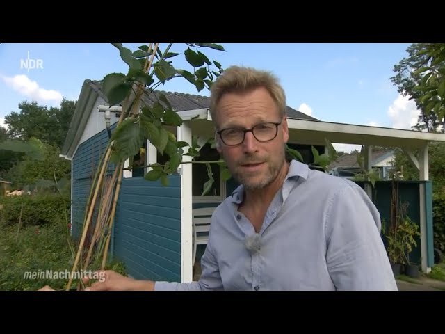 NDR Pflanzensprechstunde der "Mein Nachmittag"-Laube im August