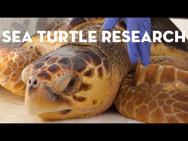 How scientists study sea turtles