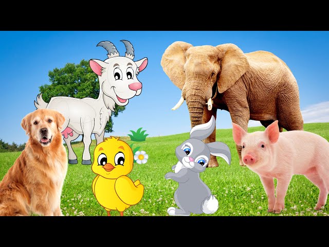 Cute little animals - Elephant, dog, duck, goat, rabbit - Animal moments