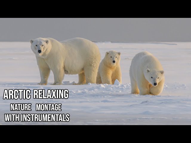 Relaxing Instrumentals | Beautiful Arctic Nature Montage