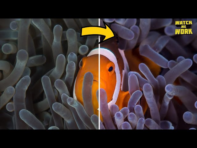 Finding Nemo's Colors! Correcting Underwater White Balance // Watch Me Work