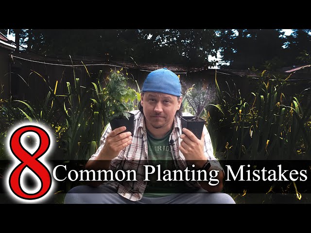 Common Garden Transplanting Mistakes
