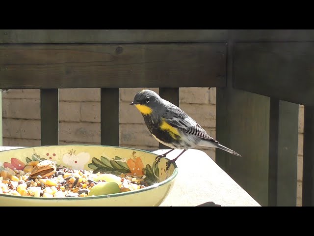 Yellow-Rumped Warbler on the Porch