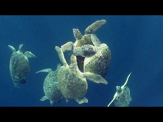 Sea Turtles (HD) | JONATHAN BIRD'S BLUE WORLD