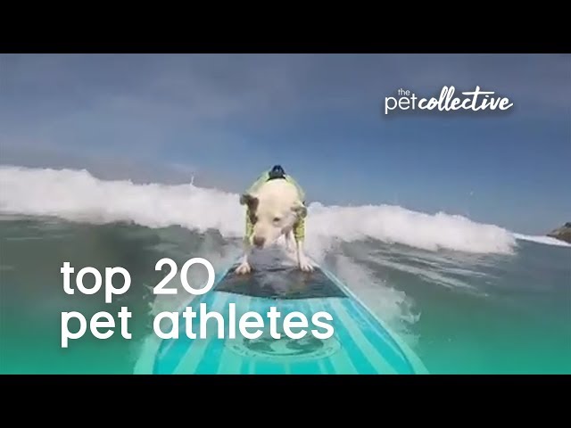 Best Pets of the Year: Top 20 Pet Athletes | The Pet Collective