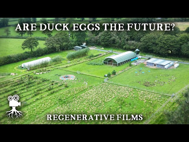 Regenerative Farm Combines Ducks and Blueberries | Parc Carreg Duck Eggs, Wales