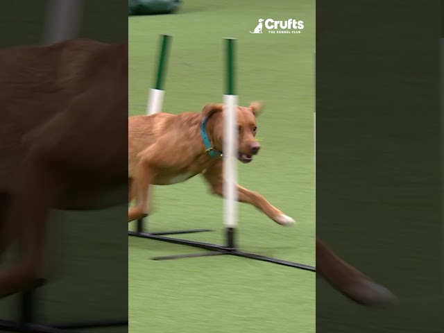 SUPER Ginger Ninja with a Delightful Pirouette at Crufts 2022
