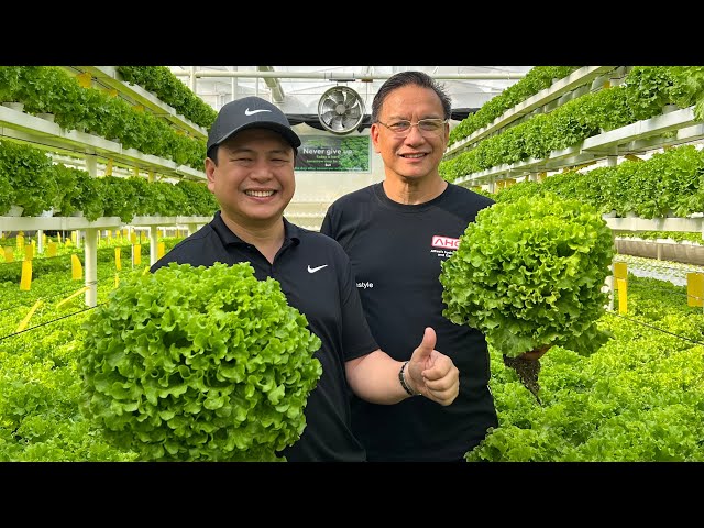 Secrets to Producing GIANT Lettuce | Nars Adriano - with subtitles