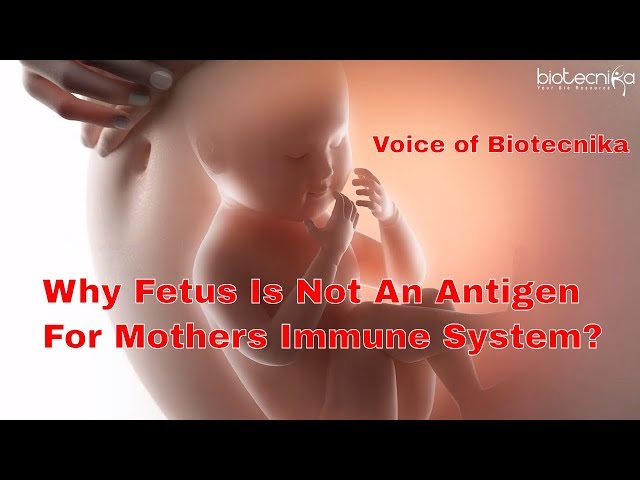 Why Fetus Is Not An Antigen For Mothers Immune System - Voice of Biotecnika