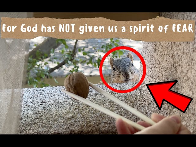NO FEAR HERE | Candy the Squirrel