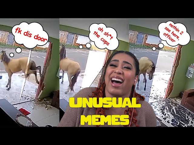That Horse Is A Criminal! | Unusual Memes