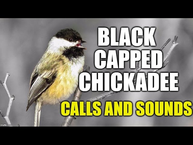 Black-capped Chickadee Calls