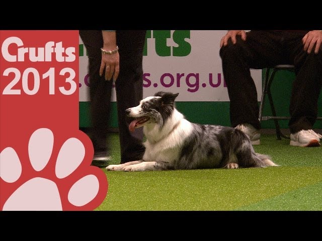 Young Kennel Club - Agility Competition - Crufts 2013