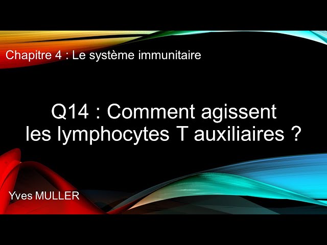 Chap 4 : Le système immunitaire - Q14 : Comment agissent les lymphocytes T auxiliaires ?
