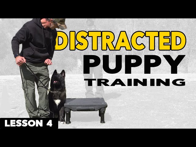 How to Train a Distracted Puppy