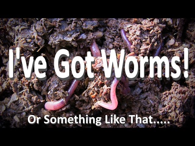 Tons of Worms and a Back to Eden Garden Update | We've Got Seeds Sprouting