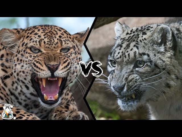 LEOPARD VS SNOW LEOPARD - Which is Stronger?