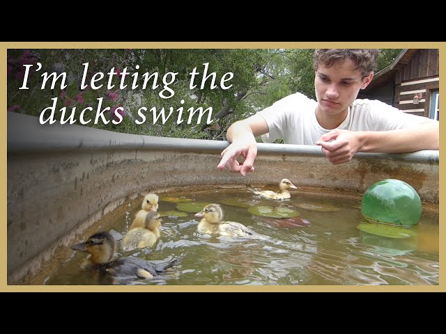 Luke lets the ducks swim...