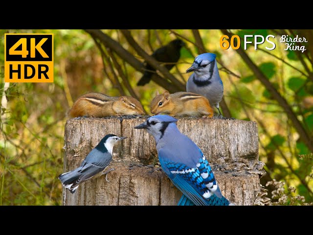 Cat TV for Cats to Watch 😺 Pretty Birds Chipmunks Squirrels 🐿 8 Hours 4K HDR 60FPS