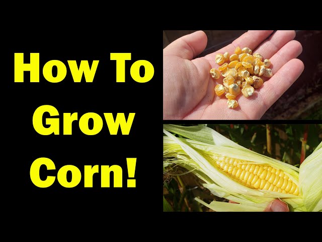 Growing Corn Seed To Harvest - The Definitive Guide