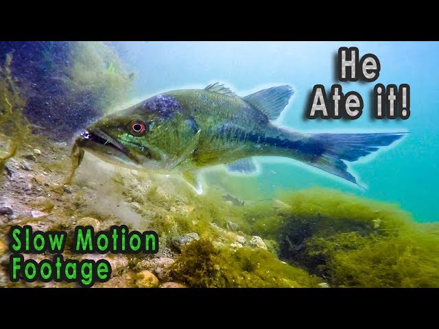 CRAZY Bass Underwater Fishing! (Caught On GoPro)