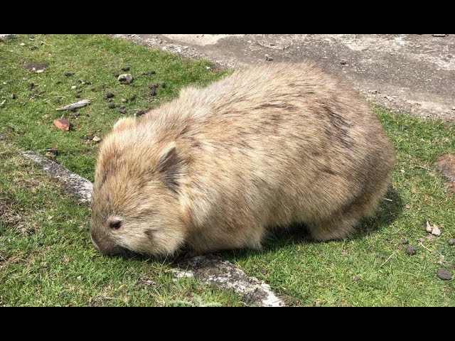 Tassie Motorcycle Tour: 3 - Triabunna and Maria Island Wombat Action