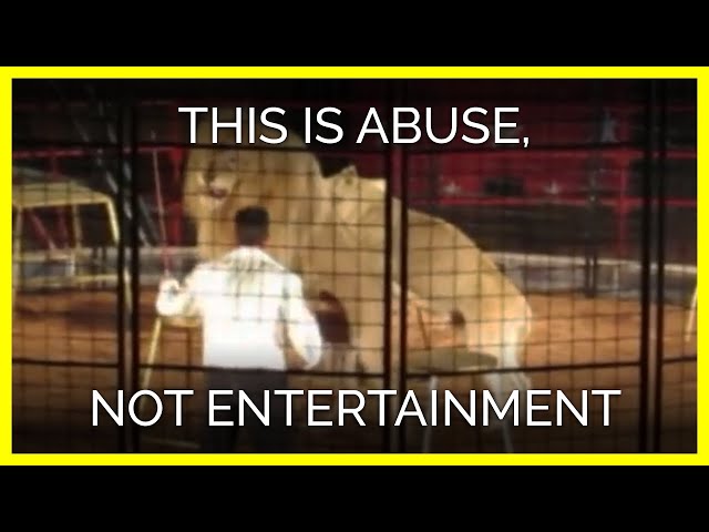 This Is Animal Abuse, Not Entertainment