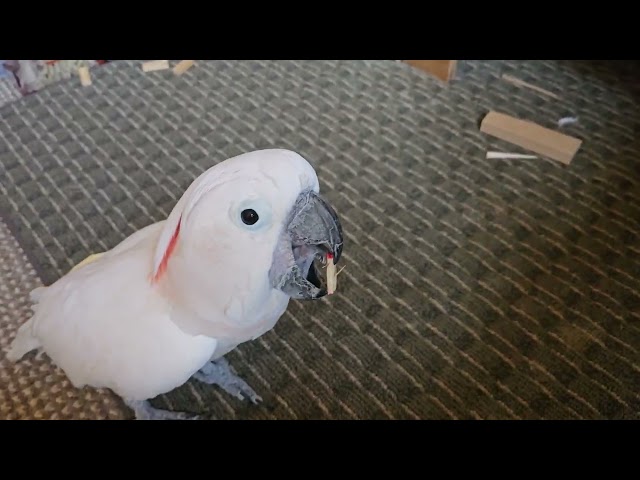 A Cockatoo With A Blue Ball