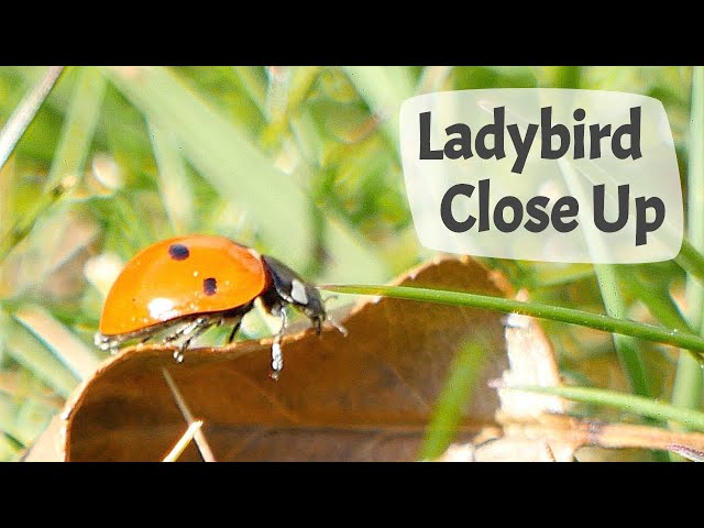 Ladybird In Garden - Close Up