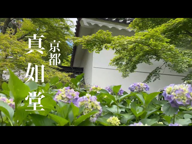 2022年6月7日 【京都散歩】青もみじの真如堂を歩く Walking around Shinnyo-do Temple 【4K】