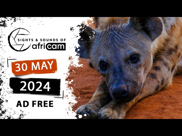 Sights and Sounds of Africam - 30 May 2024 - AD FREE