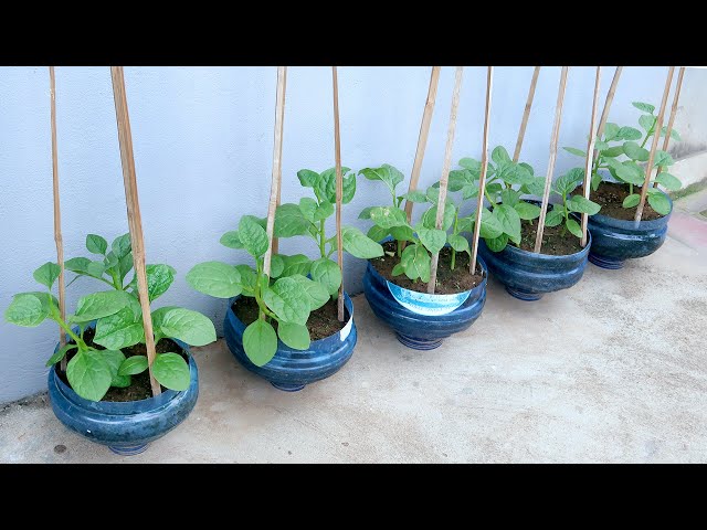 Amazing Idea | How I grow vegetables to eat for months without spending money