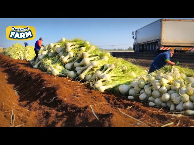 HUGE Fennels Production Process: Harvesting, Washing, And Packaging Fennels in Factory