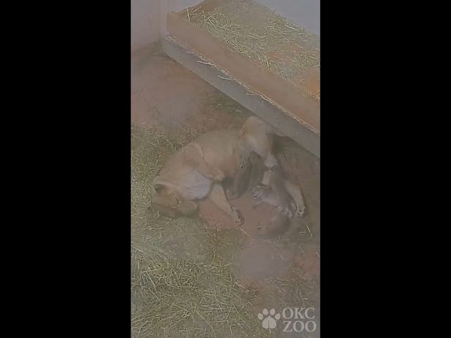 Lioness at OKC Zoo gives birth to 5 cubs