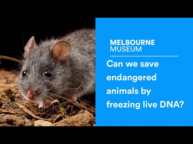 Can we save endangered animals by freezing live DNA?