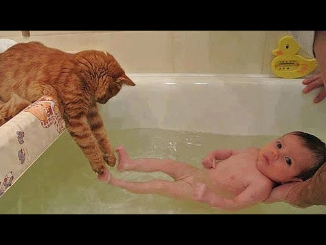 Cat Fails - Funny Cat Videos 2020 - Baby and Cat Fun and Fails