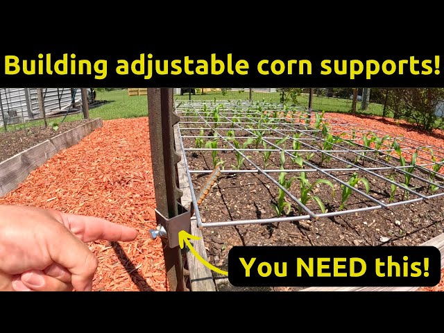 DIY Adjustable Corn Supports! Raised Bed Garden
