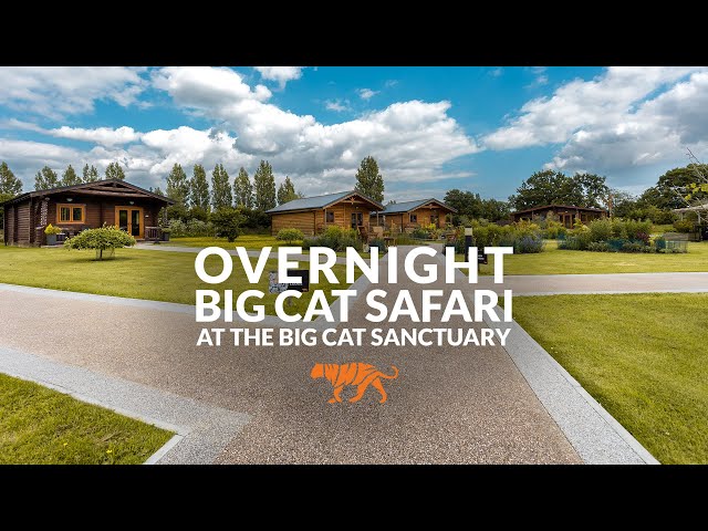 Overnight Big Cat Safari at The Big Cat Sanctuary