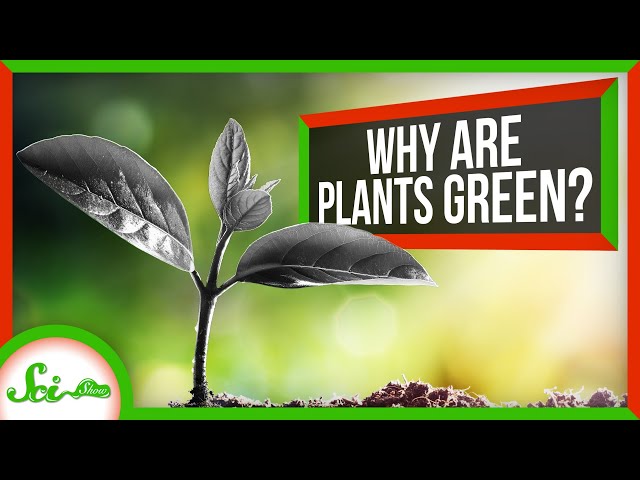 Why Are Plants Green Instead of Black?