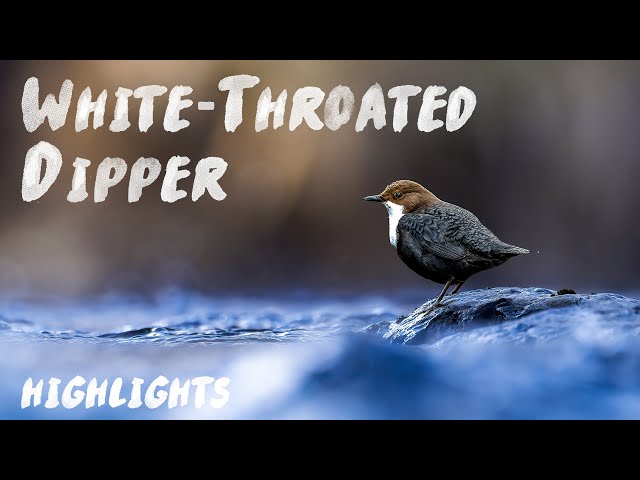 My 3 years of Photographing the Dipper | Highlights with both Photo and Video samples