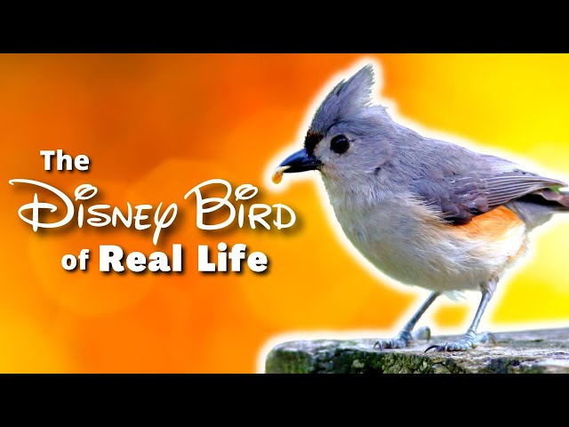 The Tufted Titmouse | Full Overview