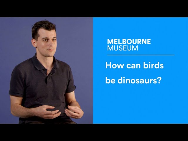 Ask a Palaeontologist: How can birds be dinosaurs?