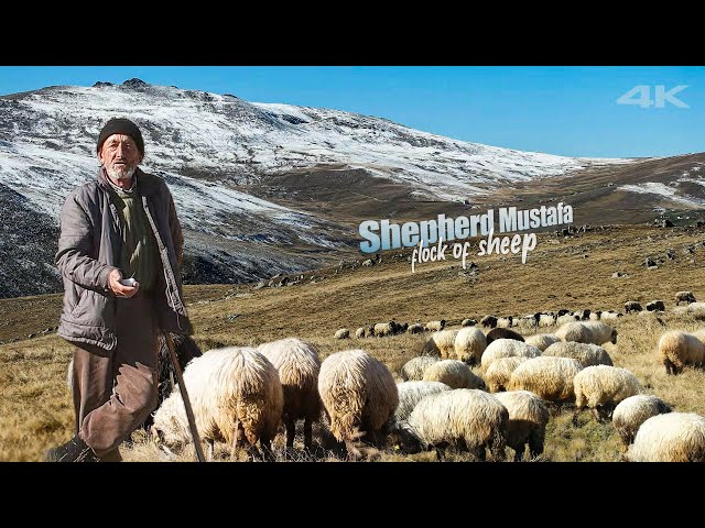 Shepherd Mustafa and Herd of Sheep in the Highland | Documentary ▫️4K▫️