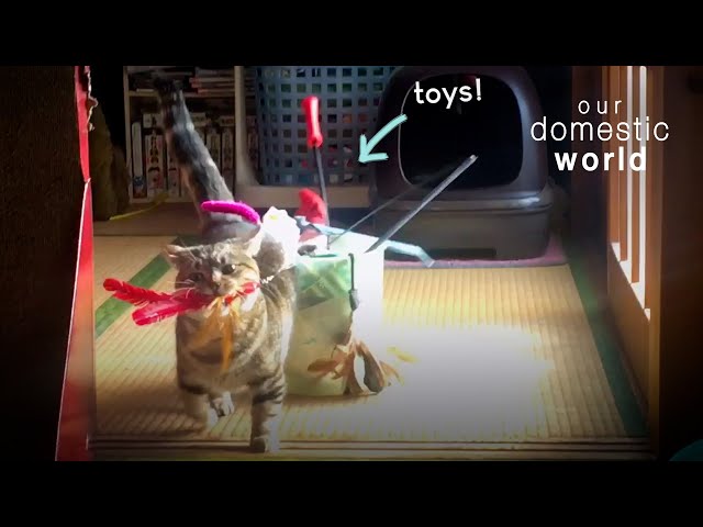 Watch These Pets Party In The Play Room | Our Domestic World