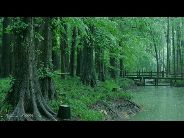 Rain in the forest path（7）, sleep, relax, meditate, study, work, ASMR