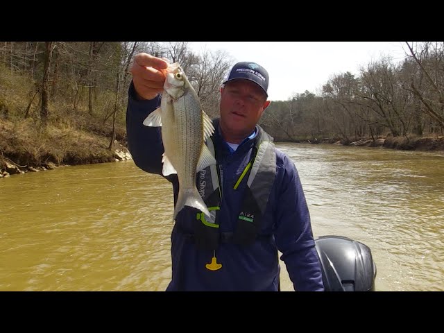 Searching for Pre-Run White Bass on the Nolin River