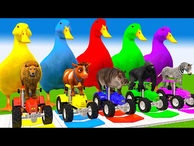 5 Giant Ducks Gorilla Cows Tigers Lions Elephant Fountain Crossing Animal Transforms Paint Animals