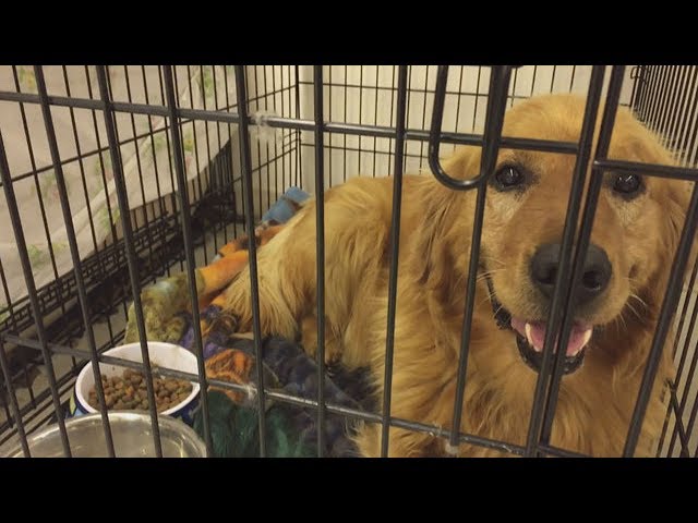 Inside an animal shelter for evacuated wildfire pets